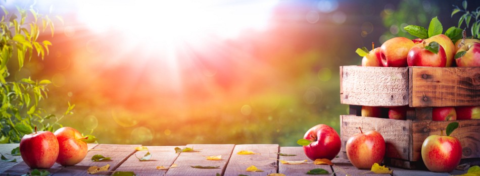 We have been supplying fruit trees since 1927 and have one of the largest ranges of fruit plants available to purchase online